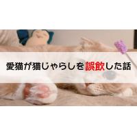 猫,猫じゃらし,誤飲,鈴付き猫じゃらし,費用,検査,記録,愛猫,内視鏡,